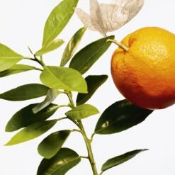 GOUTAL L’Ile Au Thé -Maison Margiela Boutique goutal lile au the eau de toilette mixte 2